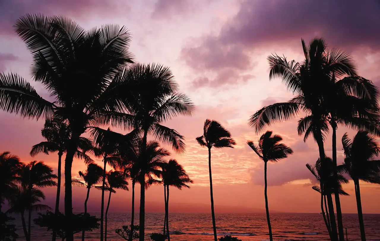 Palm trees against a pink evening sky over the ocean