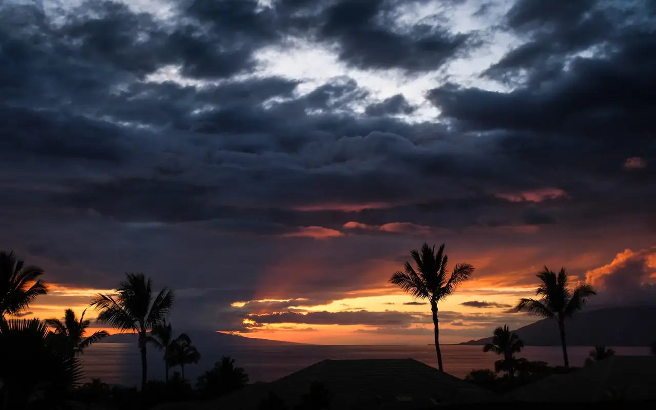Palm silhouettes at sunset