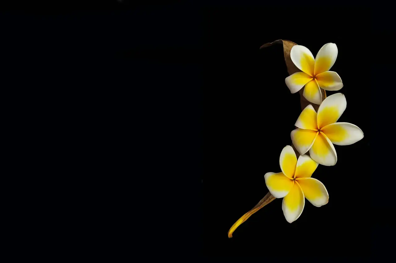 Plumeria blossoms